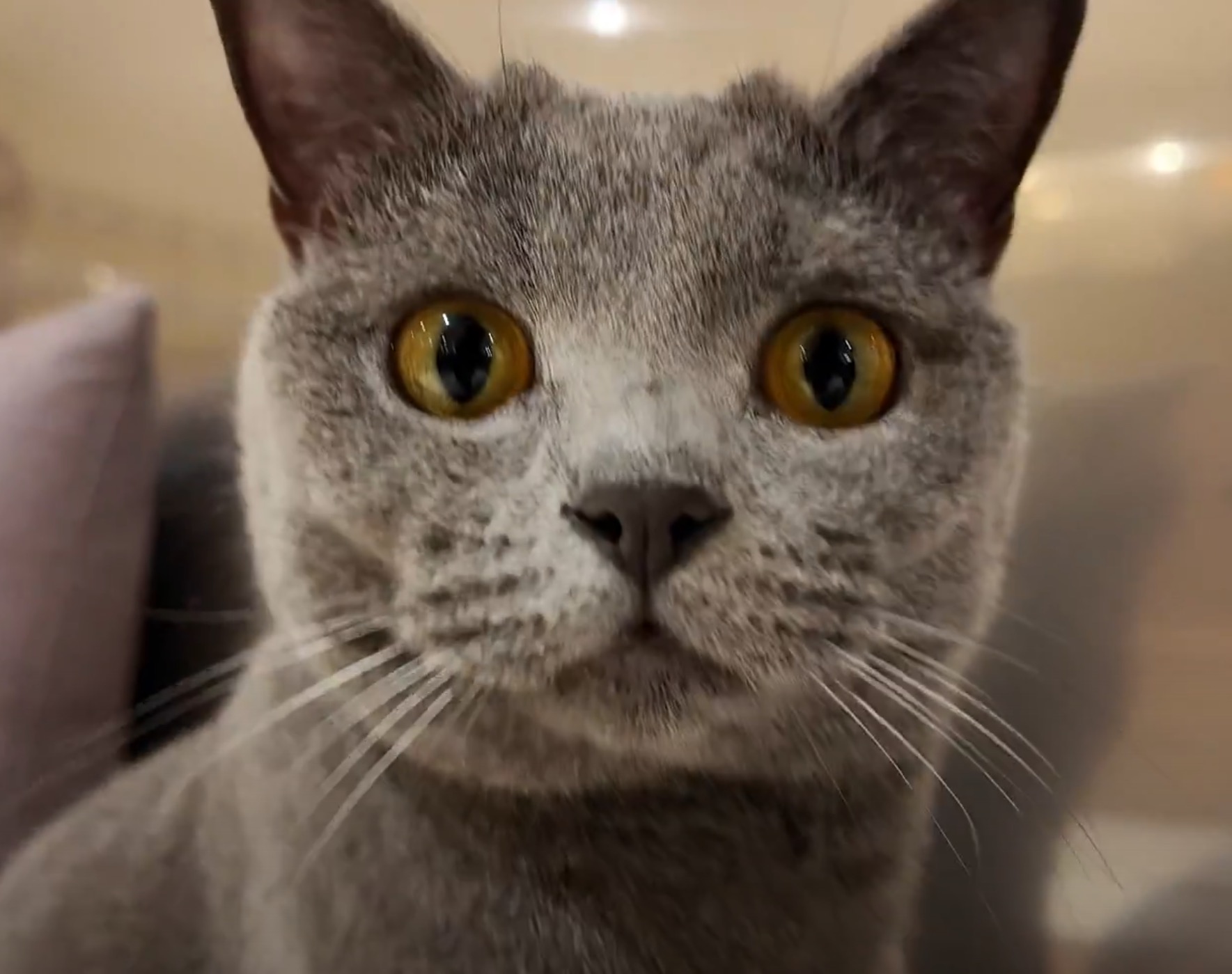 mofu mofu様グレー36翌日発送 mofu mofu様グレー36翌日発送 mofu mofu様グレー36翌日発送 楽天市場