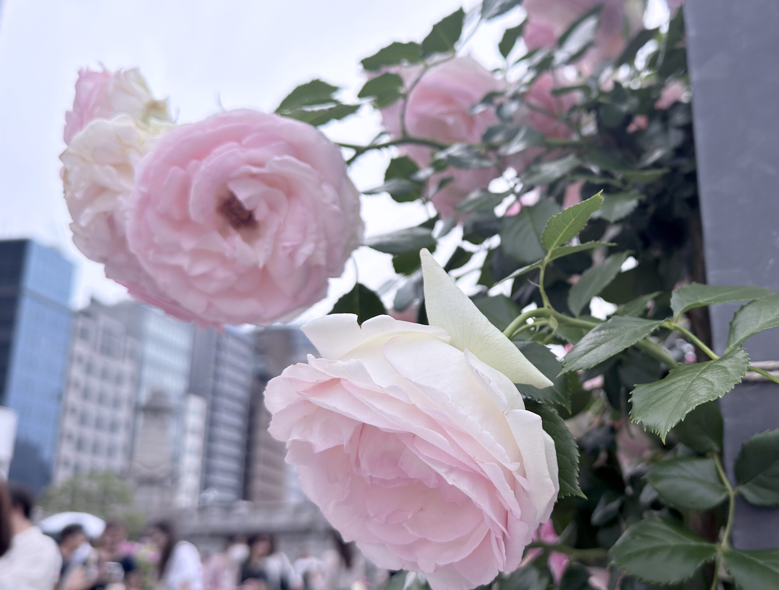 大阪・中之島バラ園が見頃で綺麗でした！無料で楽しめる都会のオアシス